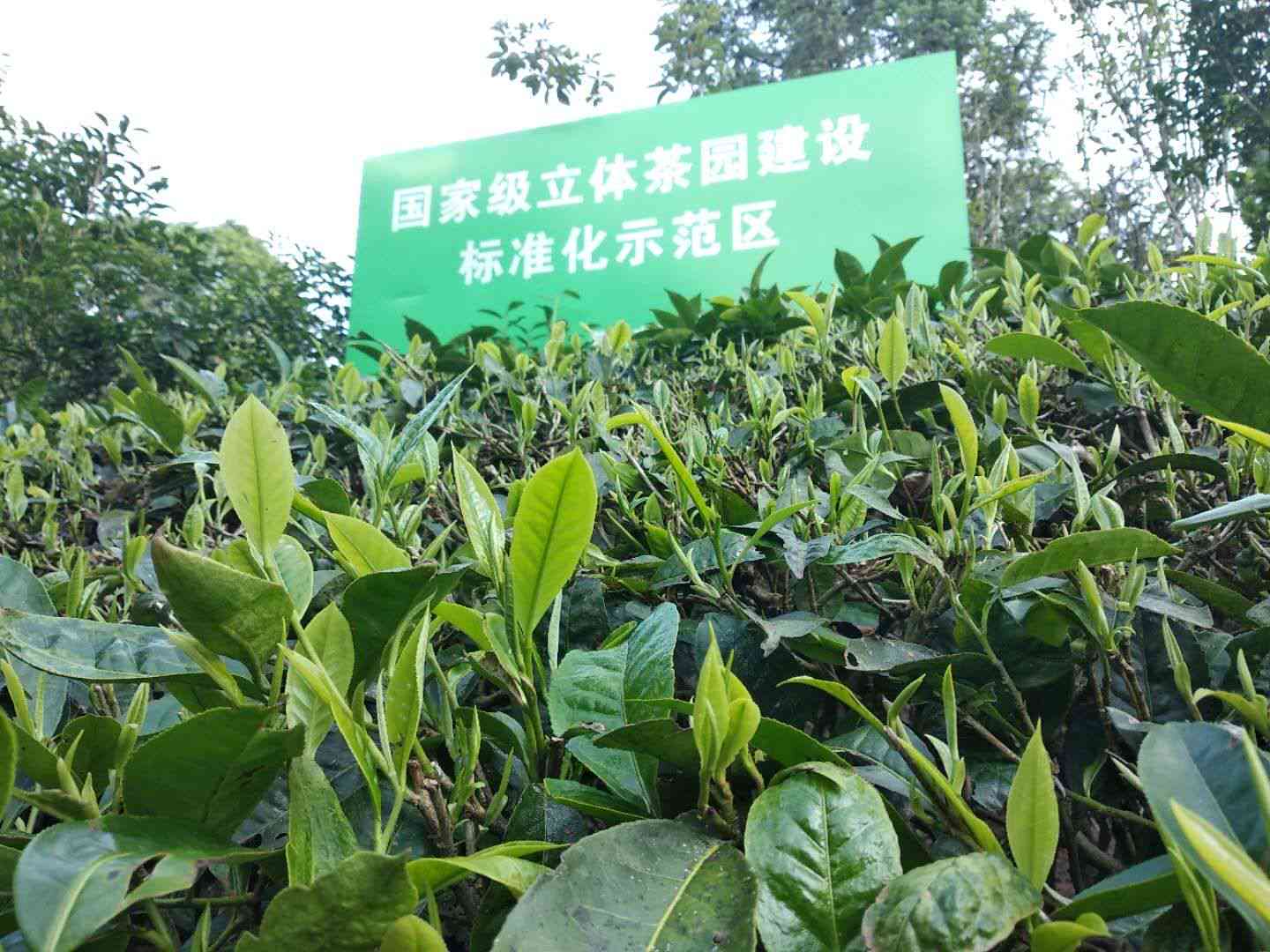 怎样看普洱茶是哪一年的茶？