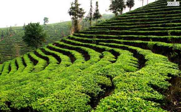 四川地区是否可以种植普洱茶？了解四川种植普洱茶的条件和方法