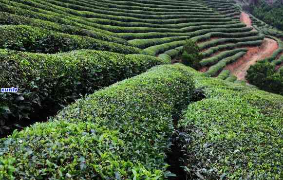 四川地区是否可以种植普洱茶？了解四川种植普洱茶的条件和方法