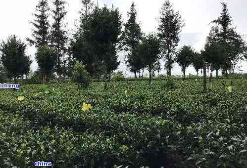 四川地区是否可以种植普洱茶？了解四川种植普洱茶的条件和方法