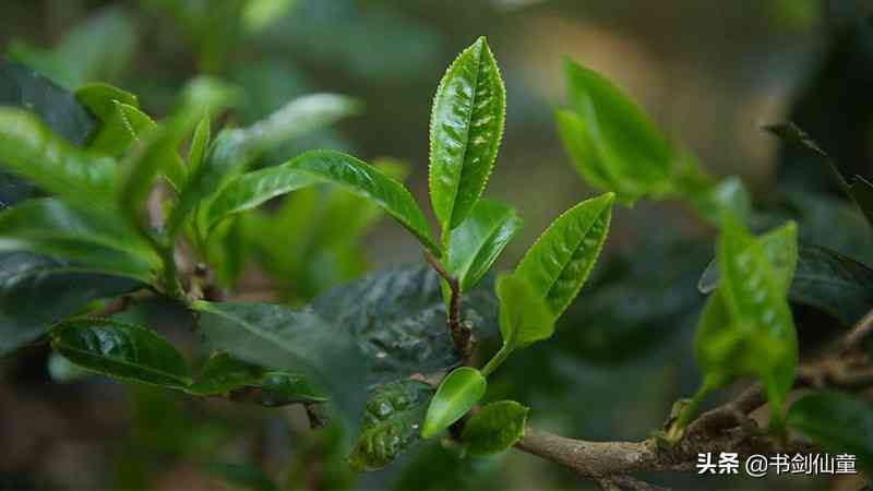 普洱茶哪款更受欢迎？多款茶叶对比解析，助您轻松找到更爱的味道！