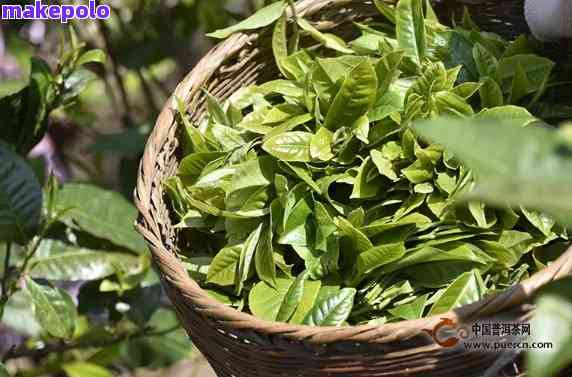 普洱茶工人一天采多少叶：普洱茶亩产叶量及采摘效率详解