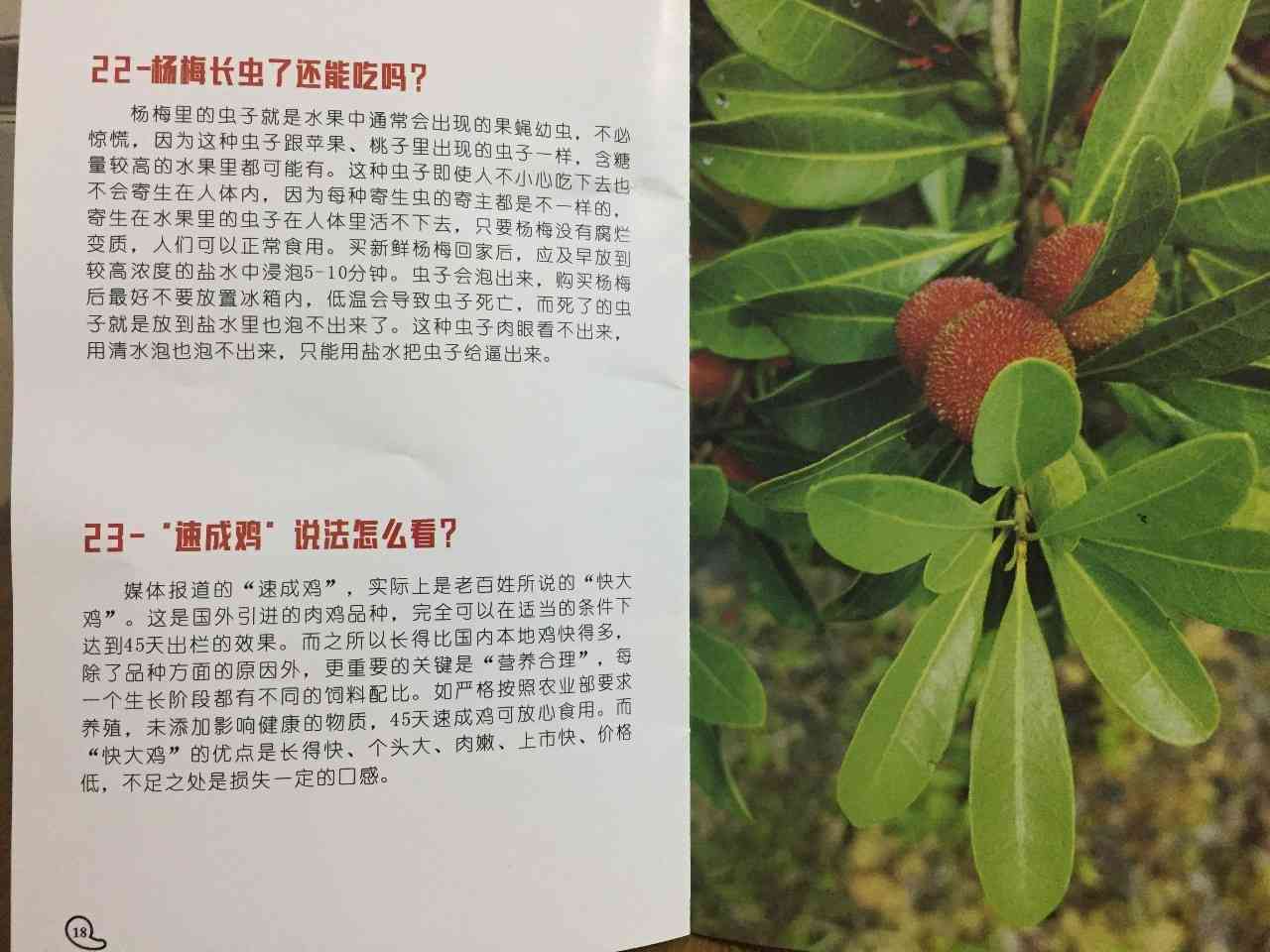 普洱茶竹壳包装出现虫害？如何预防和解决这个问题的全面指南