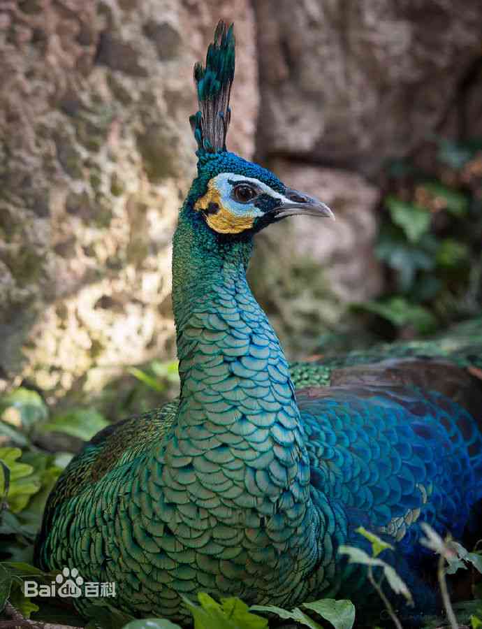 深绿的龙鳞翠直钱吗？翡翠手串、龙鳞绿植等绿色龙鳞饰品