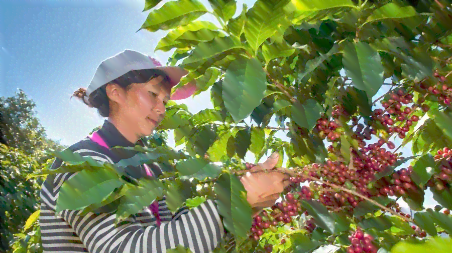 云南普洱茶出口贸易方式的全面解析：包括交易方式、运输途径和注意事项