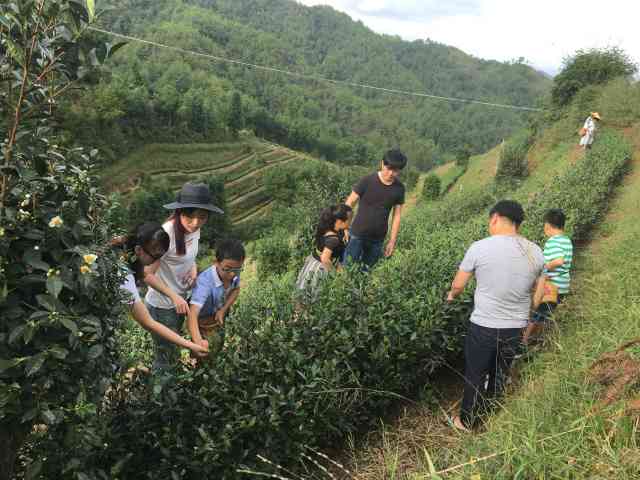 云南边境茶叶之旅：探索当地茶叶与旅游茶叶之美