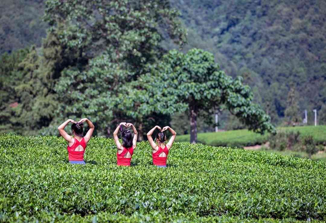 云南边境茶叶之旅：探索当地茶叶与旅游茶叶之美