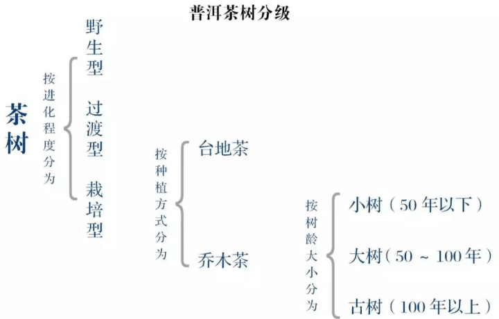 探究云南人不饮普洱茶的深层次原因：地域文化与口感偏好的对比分析