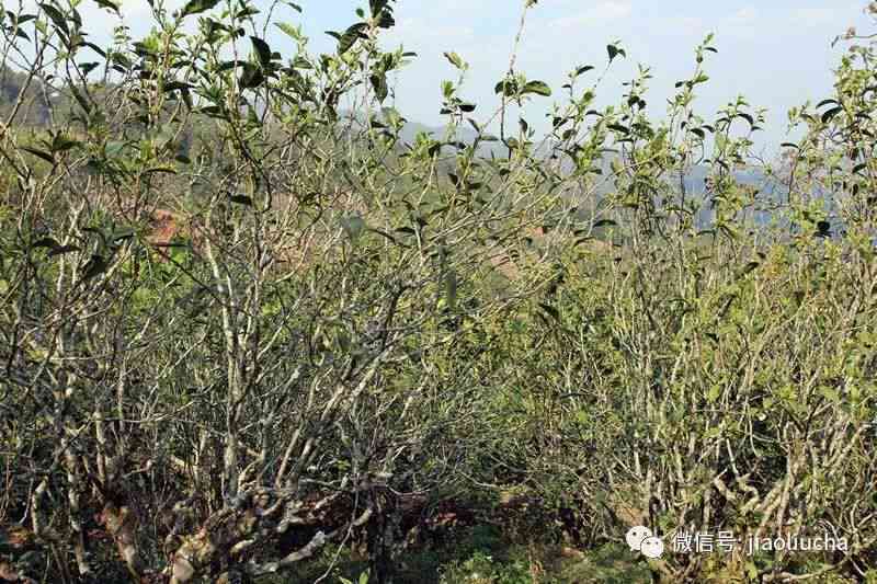 从产地到品种：探索花椒树普洱茶的山头来源与品质特性