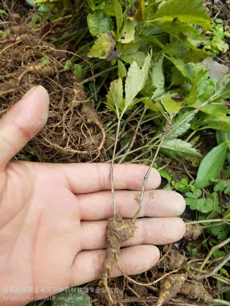 普洱茶属于什么类型的人参茶：探讨普洱与人参茶的关系及类型划分