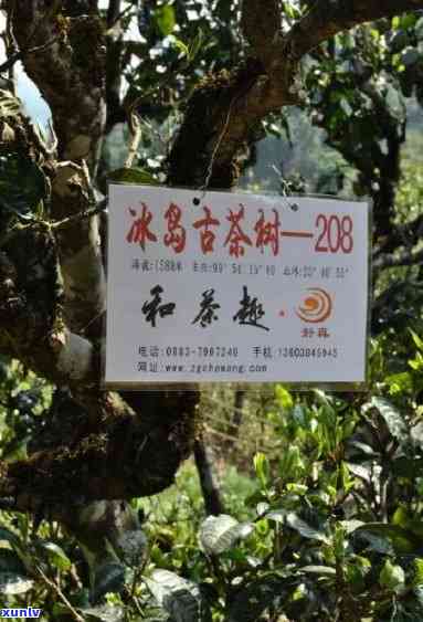 探究云南冰岛古树普洱茶散茶的市场价格与品质