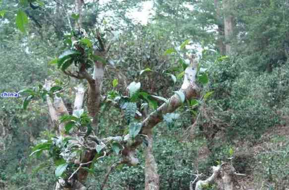 云南高贡山普洱茶古树茶2007-2008年价格及特色介绍