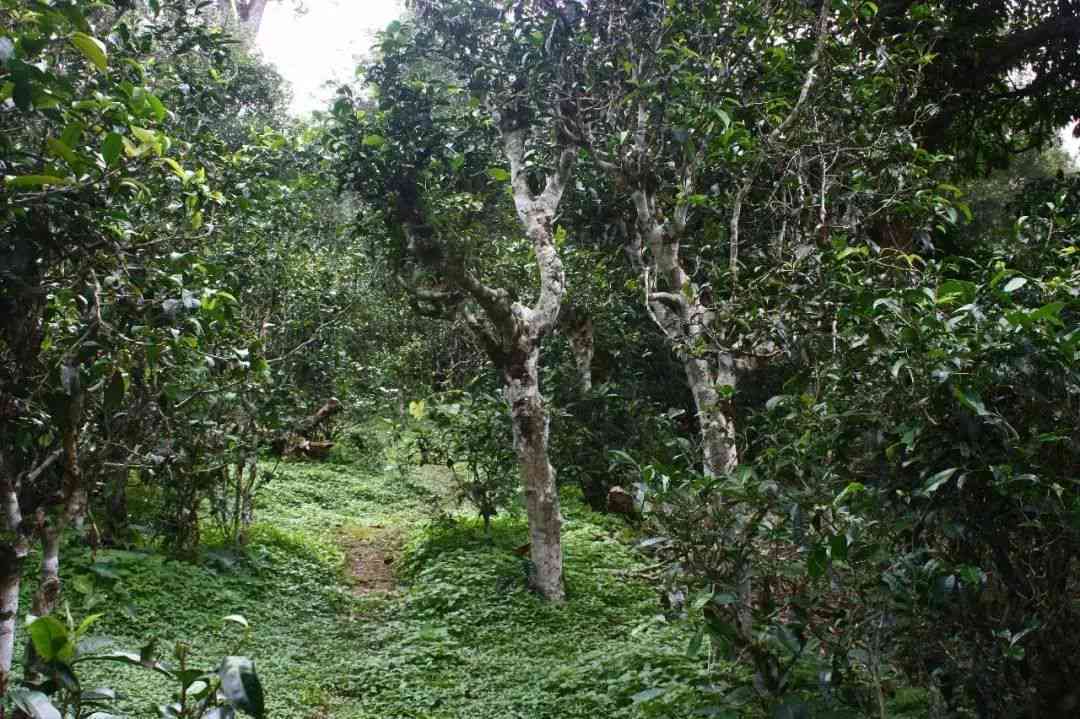 云南高贡山古树普洱茶：品质与口感的完美结合