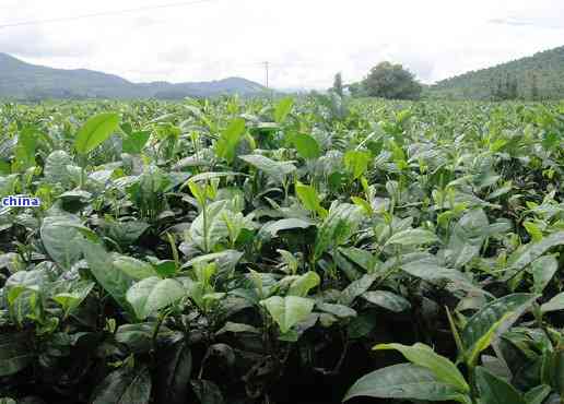 云南丽江特色茶叶品种推荐：寻找普洱茶中的优质之地