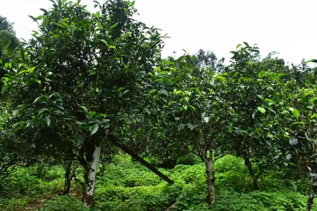 特别香的普洱茶品种及推荐