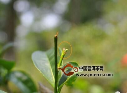 雨时期如何保护普洱茶树以确保茶叶质量：全方位指南