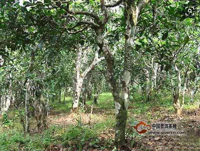 布朗山老班章古树茶：价格，厂家，完整基地一览