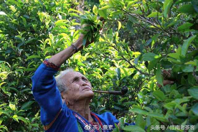 普洱茶为什么都有个号子