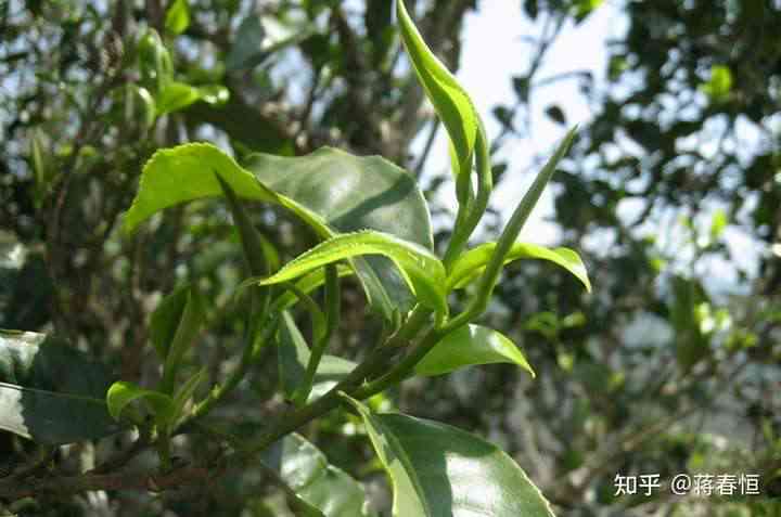 古树普洱茶的苦涩口感分析：小荒田茶的特点与品鉴方法