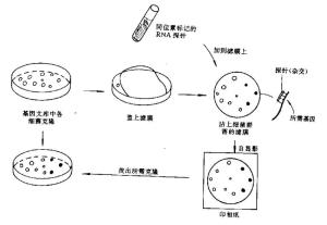 玉带变白的原因及解决方法：探究这一神秘现象背后的科学原理