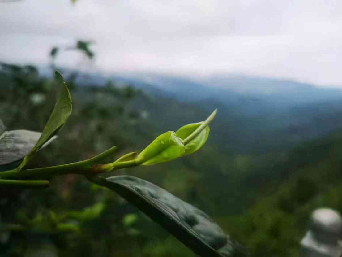 普洱茶什么香味最纯正