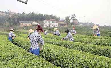 十里香茶厂：品茗胜地，茶叶品种与制作工艺的全方位探索