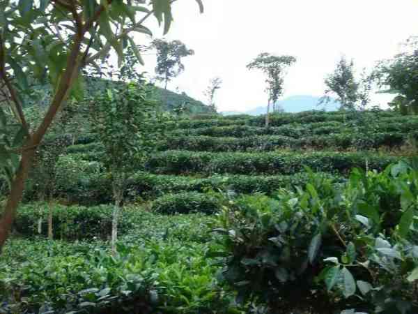 十里香普洱茶是台地茶吗