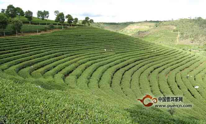 十里香普洱茶是台地茶吗