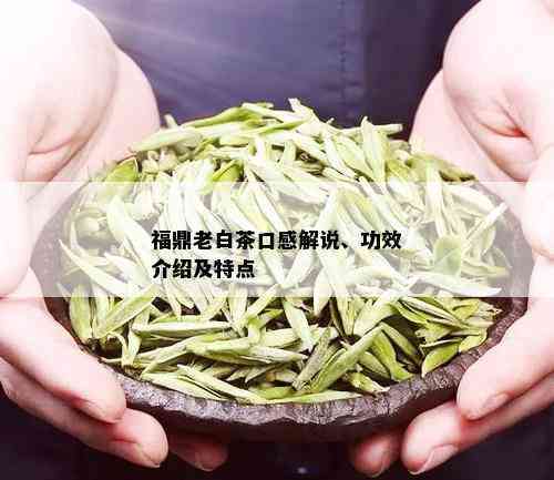 福鼎大白茶：一种全面解析的茶叶介绍，包括产地、制作工艺、口感与功效等