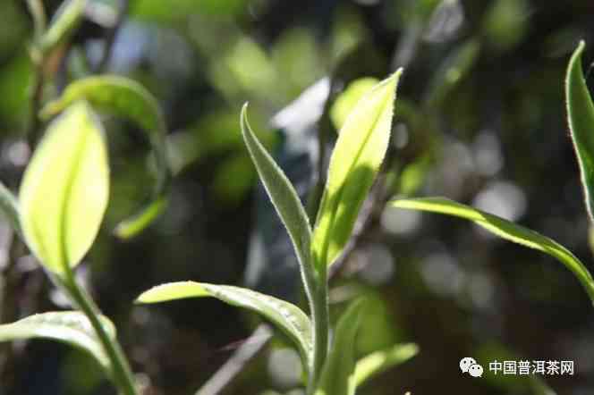 探究普洱茶芽头稀缺现象的深层原因及其影响