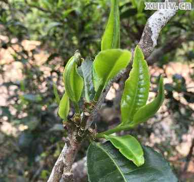 探究普洱茶芽头稀缺现象的深层原因及其影响