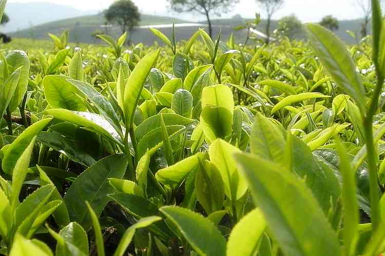 竹子茶：探索云南普洱茶的独特山头与风味