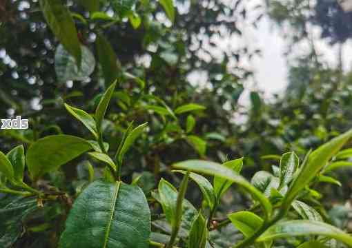 云南优质春茶品种：普洱茶新茶，独特风味引人入胜