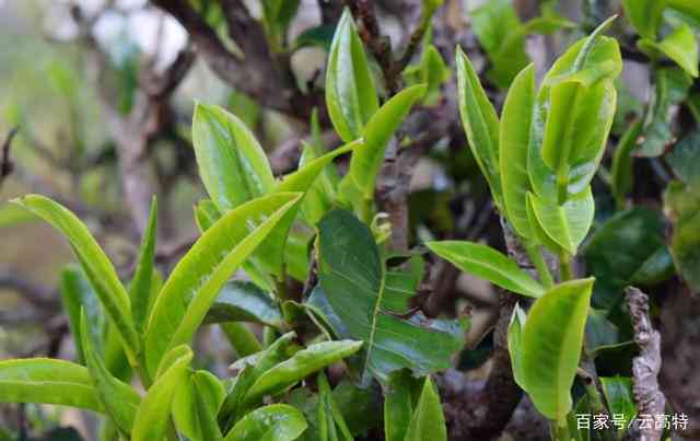 云南优质春茶品种：普洱茶新茶，独特风味引人入胜