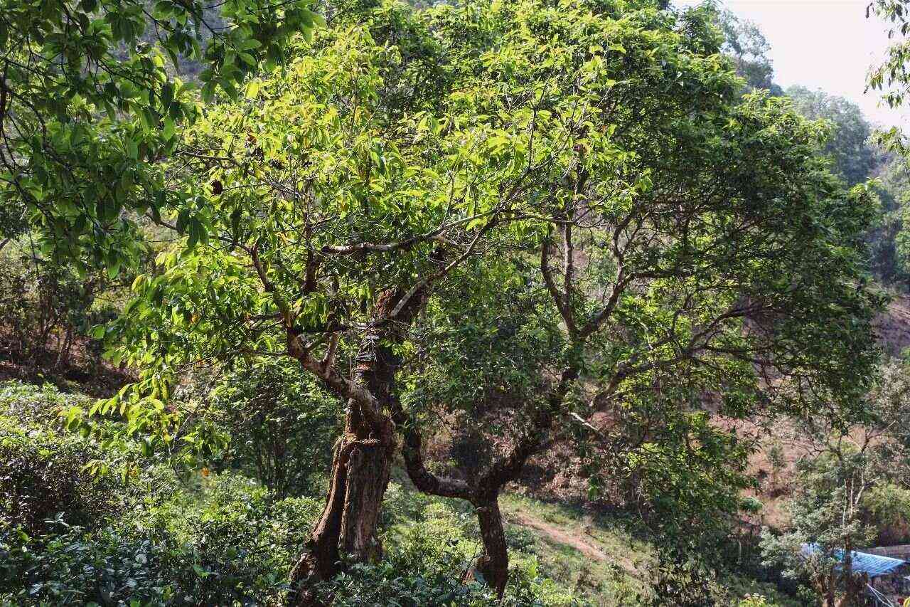 易武寨子古树弯茶：一场茶叶之旅的新体验