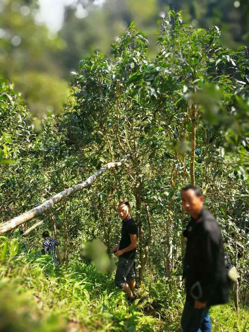 易武寨子古树弯茶：一场茶叶之旅的新体验