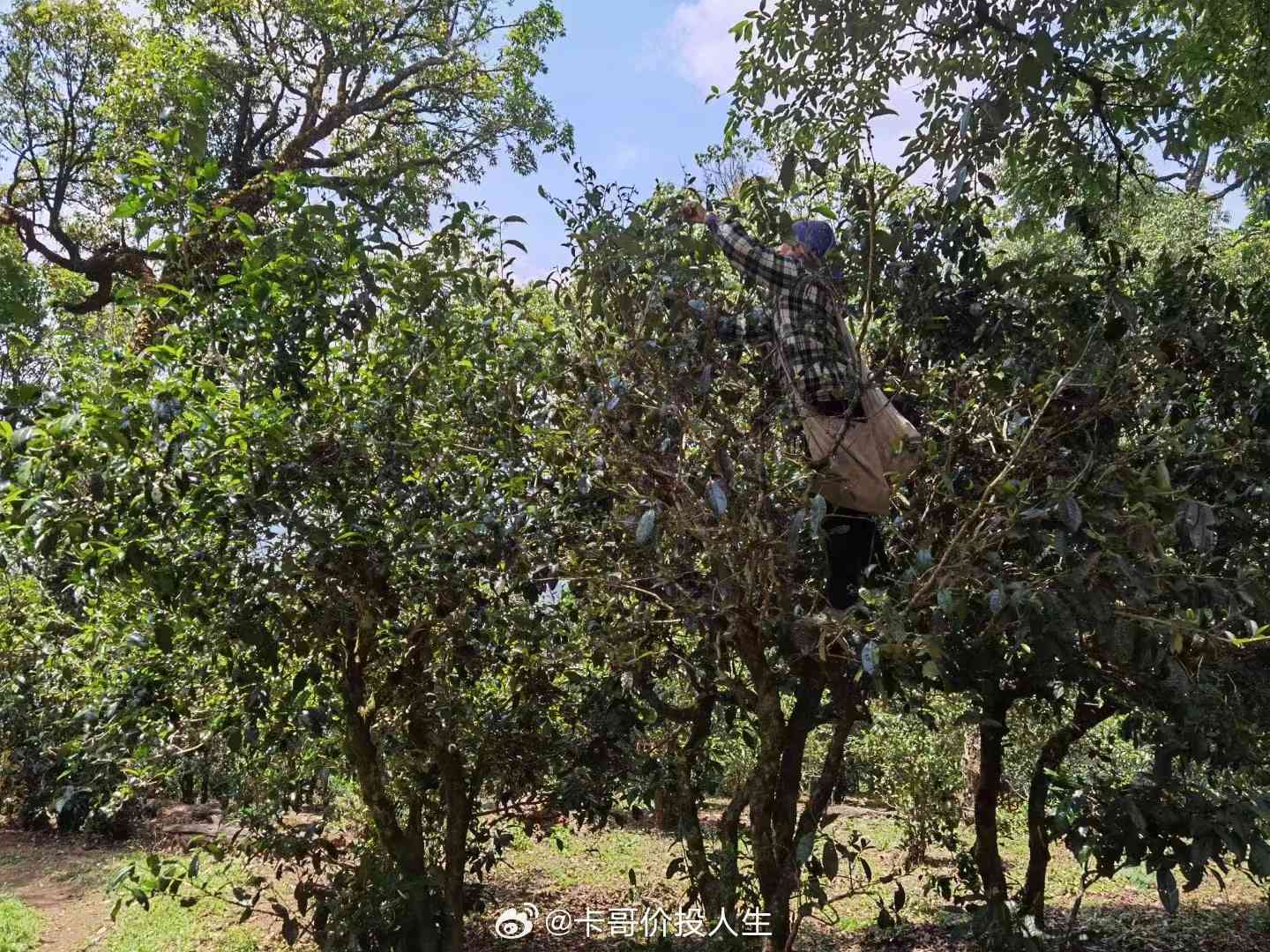 易武寨子古树弯茶：一场茶叶之旅的新体验