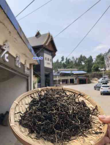 易武寨子古树弯茶：一场茶叶之旅的新体验