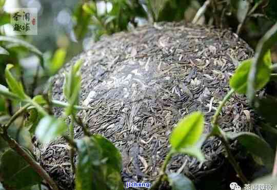 普洱茶中的小蜘蛛是否有？可以饮用吗？