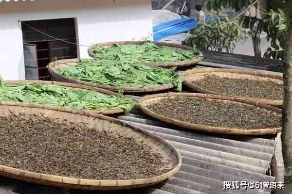 探究普洱茶晒青工艺与时间的关系：太阳下的茶叶故事