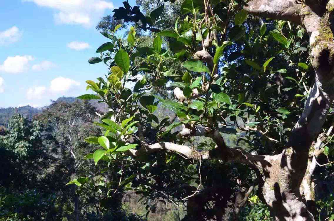 普洱茶条索对比：详解与产地