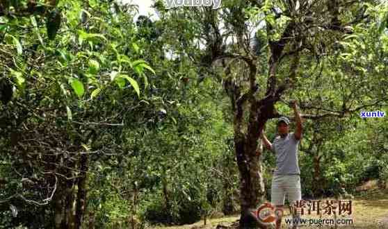 '古树林普洱茶'价格表，产地，种类与价值解析