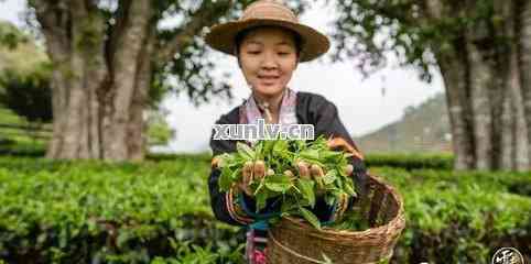 普洱茶采摘的节是什么时候？以及采摘的时间对茶叶品质的影响是什么？