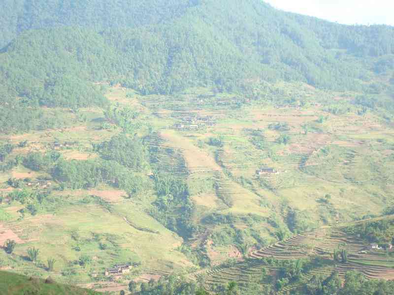 临沧团山普洱茶市场价格波动及投资分析