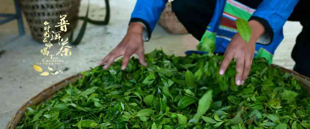 普洱茶的悠久历：探究最古老的制作方式及其影响