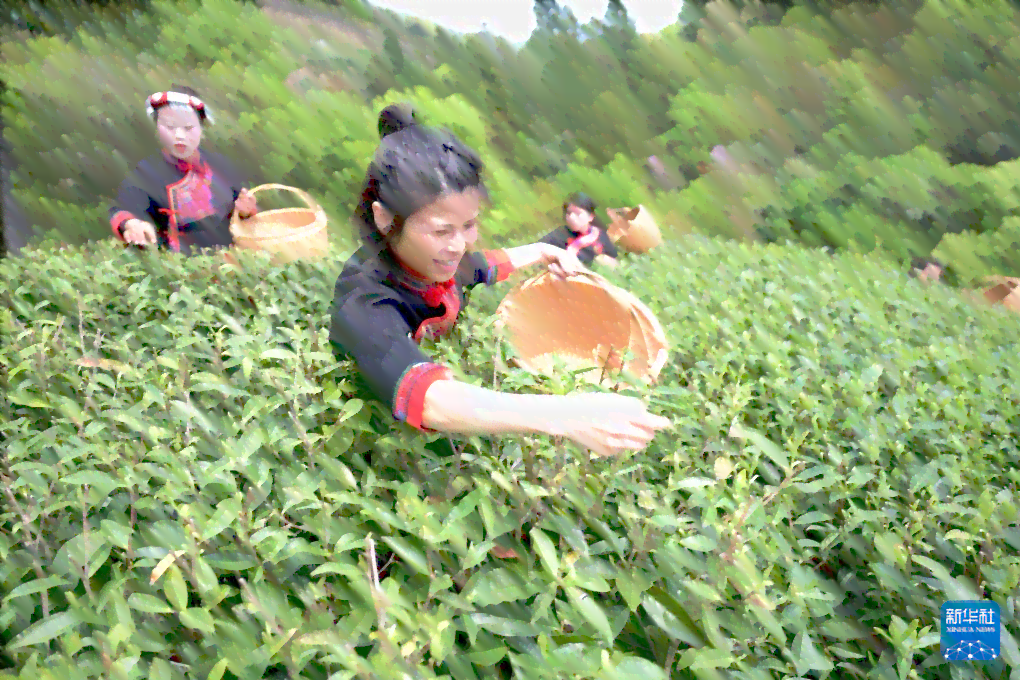 普洱茶的制作过程：从采摘到制作的完整指南