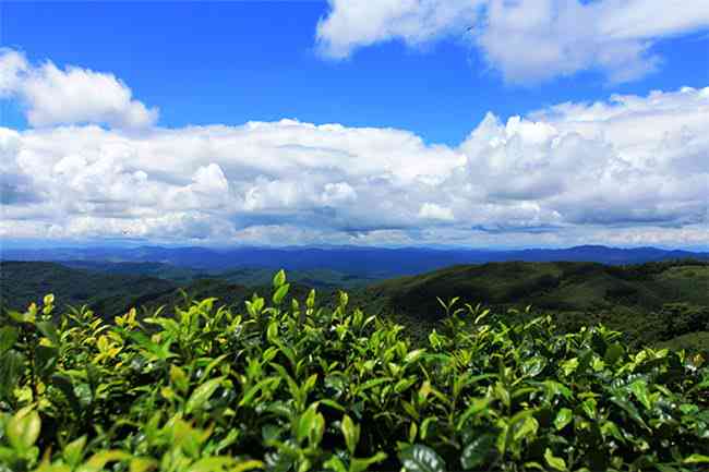 女生冬天适合喝普洱茶吗？普洱茶的适用人群与节选择分析