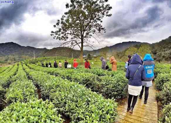 之一次见普洱茶基地的心情说说：感受与体验