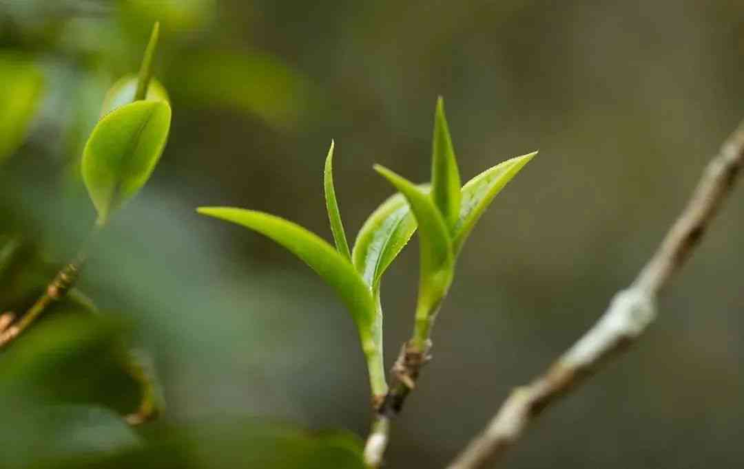 箐普洱茶是哪个产区