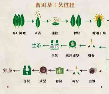 普洱茶的加工工艺有哪几个工序：普洱茶制作关键步骤详解